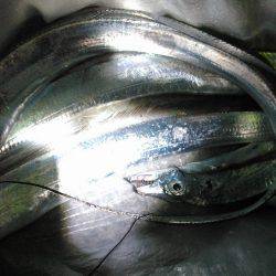 突風サーべリングナイト！❤